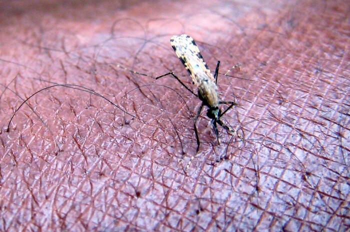 Cdc, registrati i primi 5 casi di malaria negli Usa dopo 20 anni