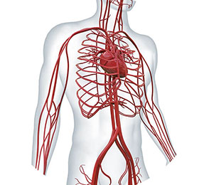 Apparato Cardiovascolare