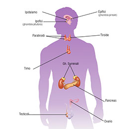 Sistema Endocrino