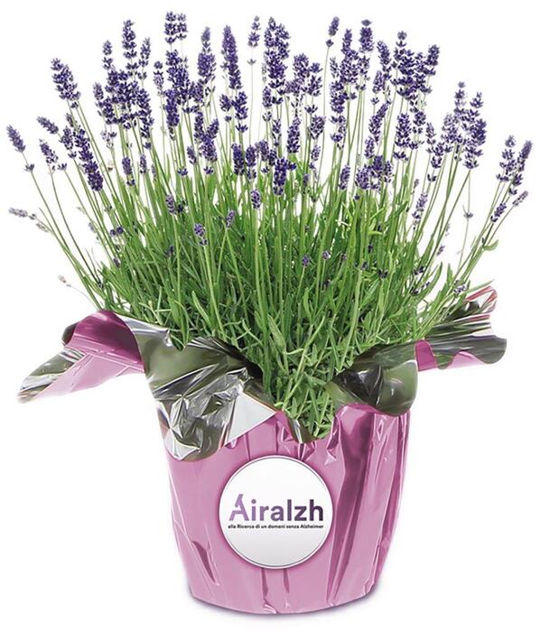 Alzheimer, piantine di lavanda per finanziare la ricerca