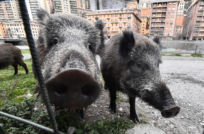 Investe cinghiale e finisce contro muro, muore un 17enne