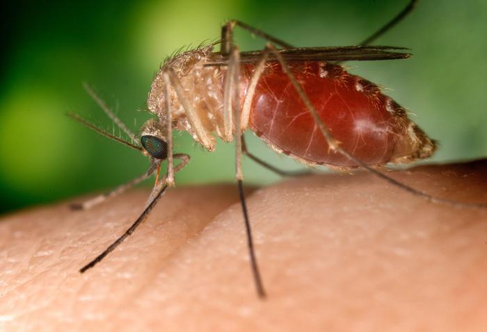 West Nile: Iss, in Italia da giugno 230 casi e 13 decessi