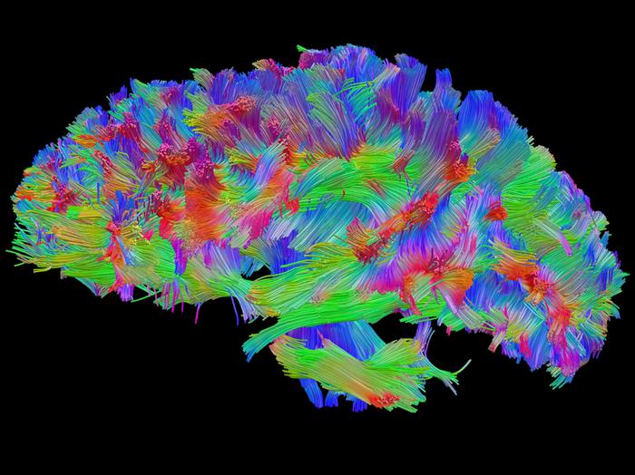 Scoperta nel cervello area chiave per consolidare i ricordi