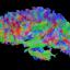 Scoperta nel cervello area chiave per consolidare i ricordi