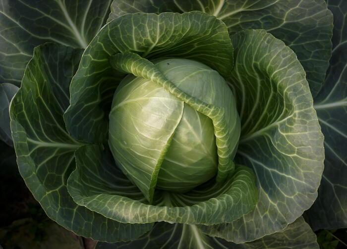 Cavoli e broccoli contro ictus, possono dissolvere emboli