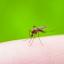 Venti i virus sorvegliati, arrivano dall'Africa e dall'Asia, pericolo zanzare