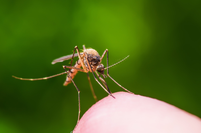 Malattie tropicali in Italia, 4mila i casi l'anno