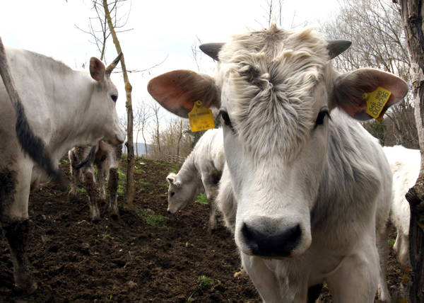 Efsa-Ema, ridurre uso antibiotici in allevamenti