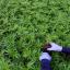Cannabis nemica del cuore, +34% rischi con uso quotidiano